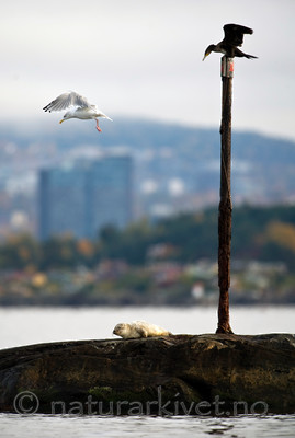 BB 10 0176 / Larus argentatus / Gråmåke <br /> Phalacrocorax carbo / Storskarv <br /> Phoca vitulina / Steinkobbe